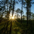 The Current Priorities of Environmental Organizations in Northwest Florida
